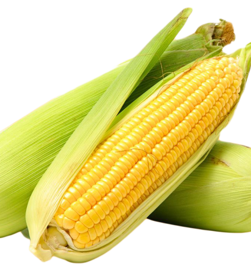 corn-new